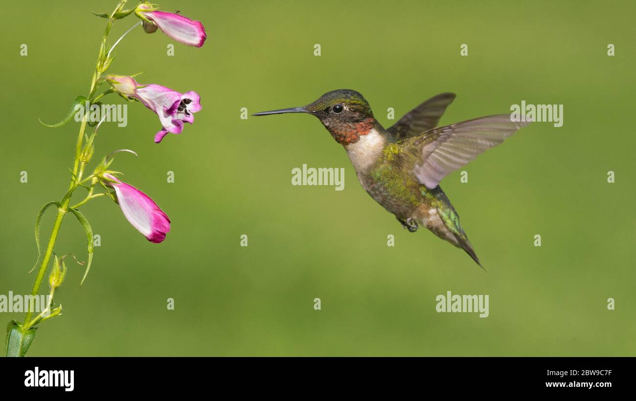 Colibri à gorge rubis Banque D'Images