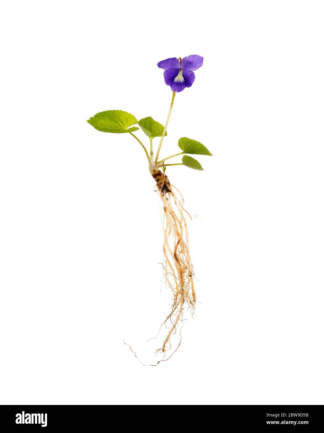 Violet sauvage (Viola sororia) sur fond blanc, montrant toute la plante (racines, tiges, feuilles, fleurs) Banque D'Images