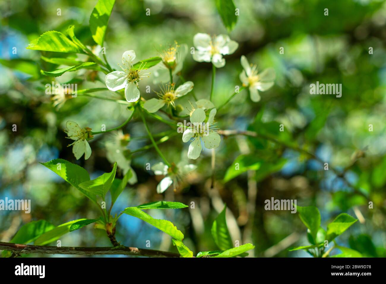 Belle branche fleurie, fleurs le jour du printemps Banque D'Images