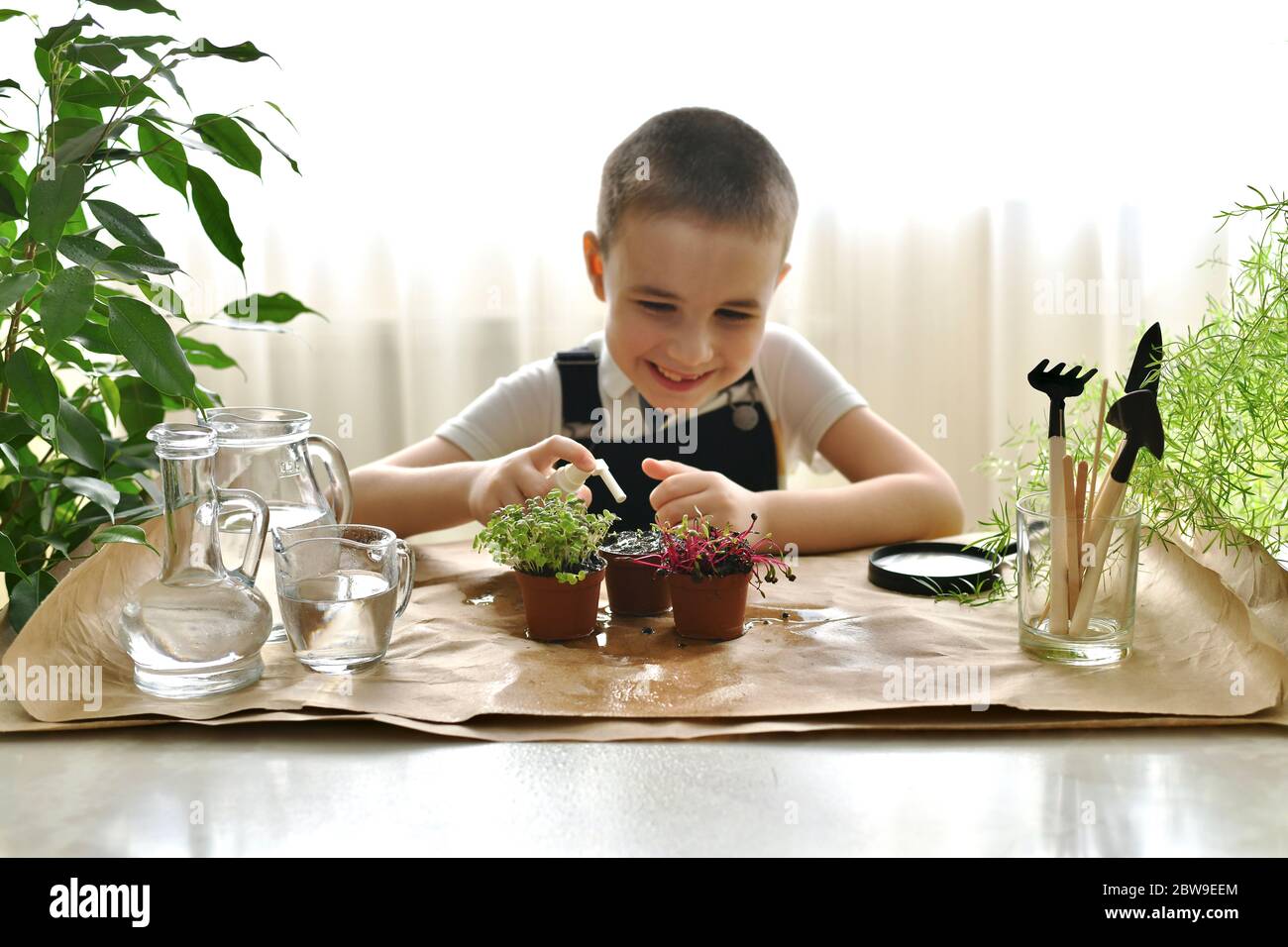 Prenez soin des micro-légumes dans les pots. Pulvérisation à partir d'une bouteille vaporisée. Banque D'Images