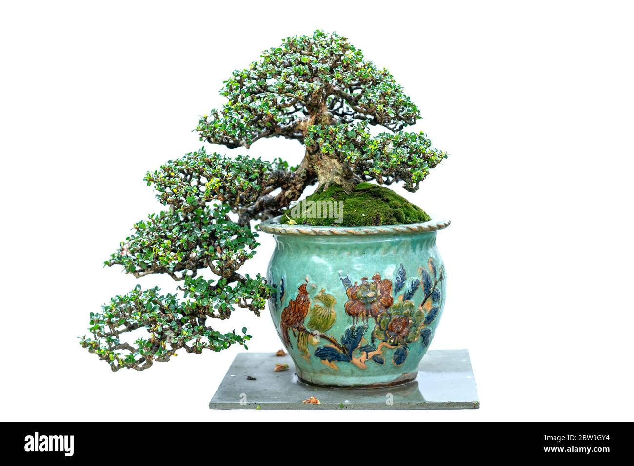 Bonsai arbre isolé sur fond blanc dans une plante en pot avec de nombreuses formes uniques symbolisant une abstraction dans la vie Banque D'Images