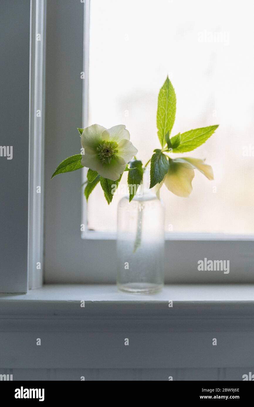 Fleurs printanières en bouteille de verre sur le rebord de la fenêtre Banque D'Images