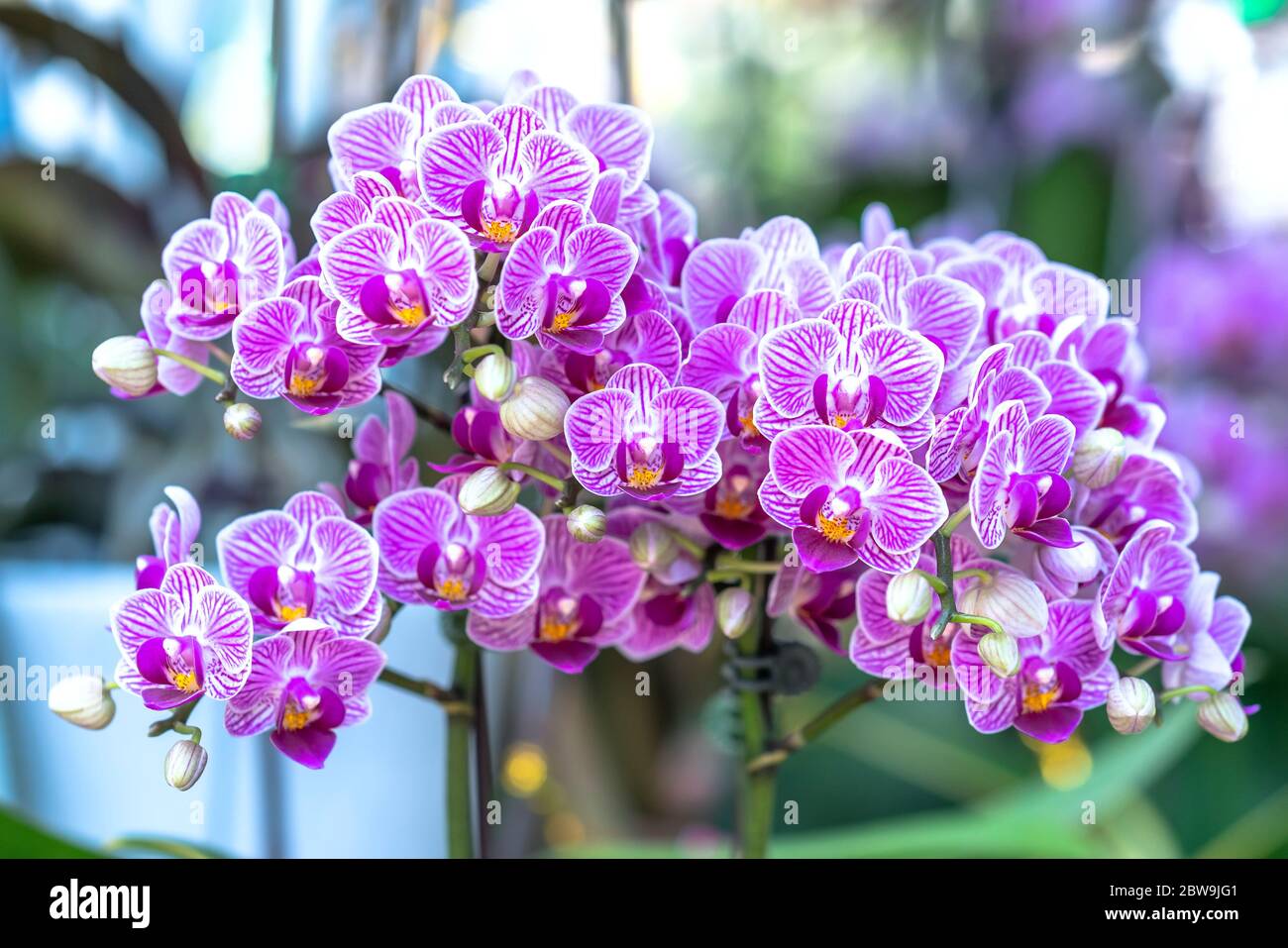 Les orchidées de Phalaenopsis fleurissent au printemps et ornent la beauté  de la nature, une rare orchidée sauvage décorée dans des jardins tropicaux  Photo Stock - Alamy