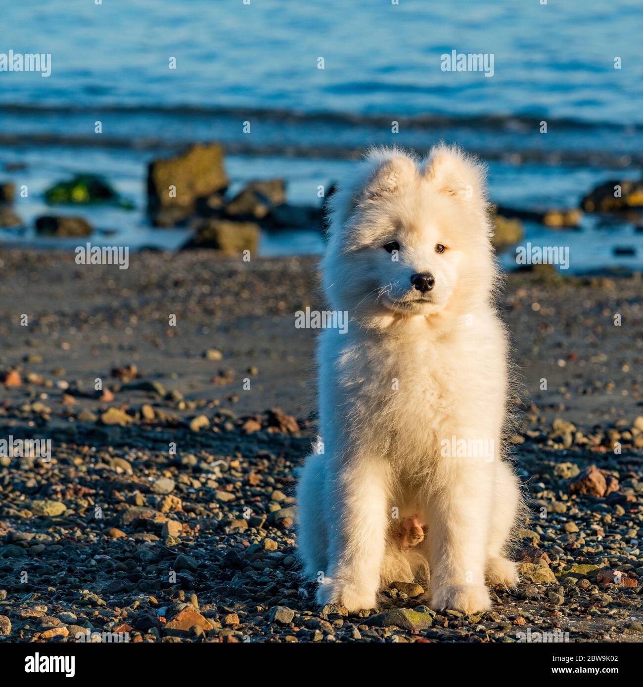 États-Unis, Californie, San Francisco, Portrait du chiot samoyed sur la plage Banque D'Images