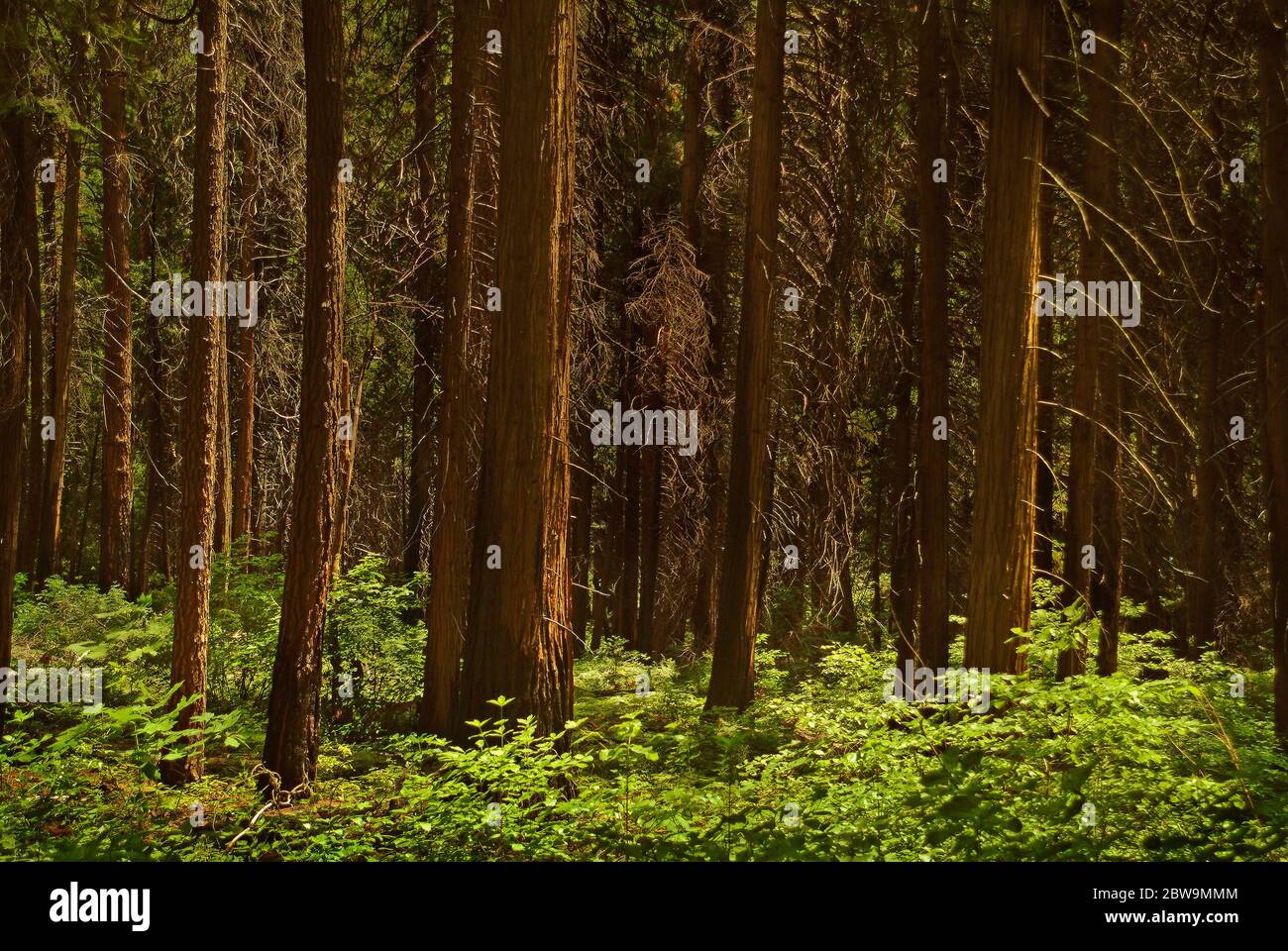 États-Unis, Michigan, arbres en forêt Banque D'Images