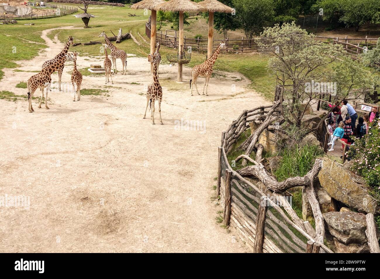 Les gens, les visiteurs, regardent l'enceinte de girafe au zoo de Prague girafe, bon événement pour une excursion d'une journée pour la famille avec enfants Banque D'Images