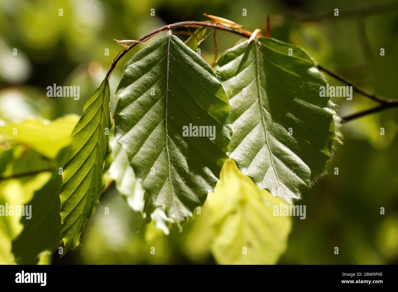 Texture de feuille verte ou fond de feuille. L'arbre laisse le fond de la nature Banque D'Images