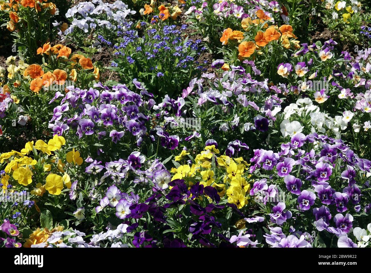 Culottes et violettes, violas dans le parterre de fleurs de jardin, plantes de litière pansies de jardin violas pansies colorées jardin dans la litière de printemps plantes Banque D'Images