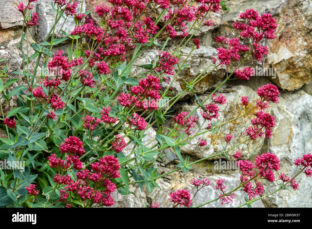 Le rouber de Centranthus rouge de la Valériane 'coccineus' pousse sur le mur de roche Banque D'Images