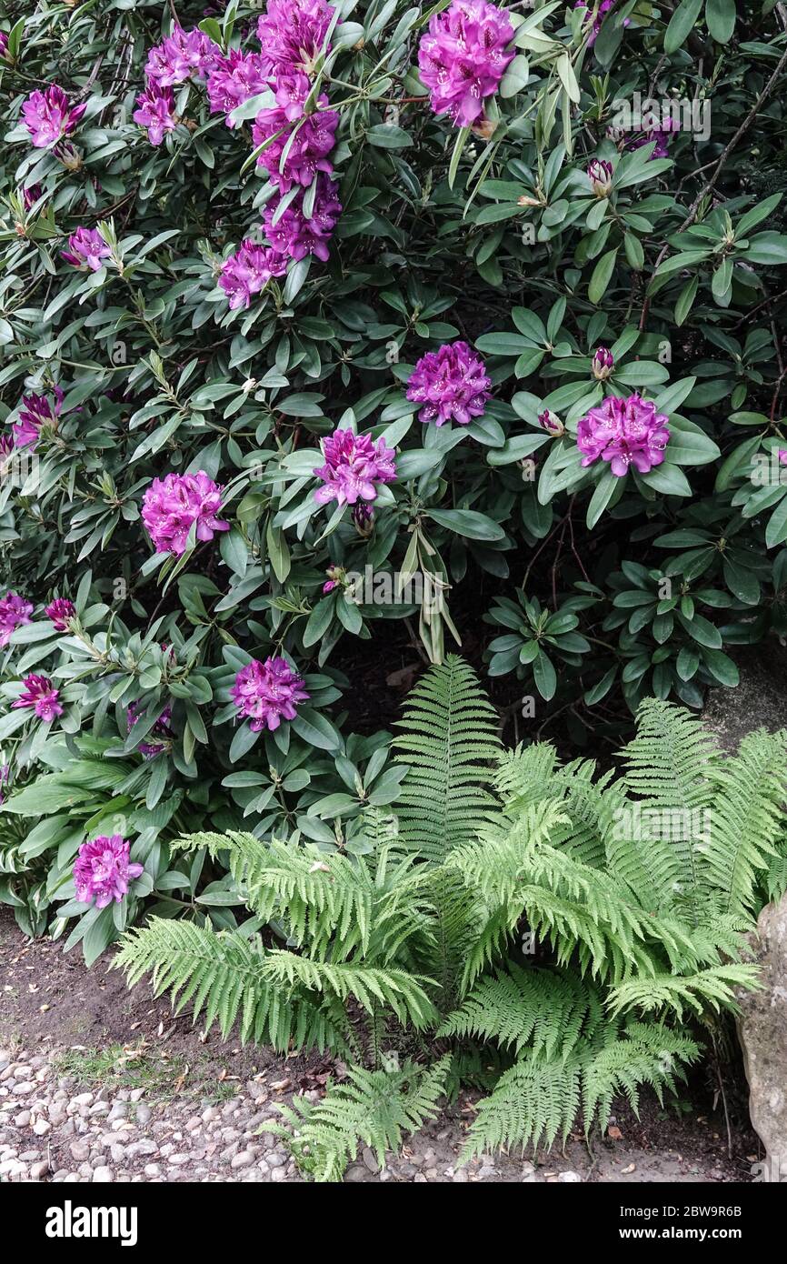 Fougère de rhododendron violet Banque D'Images