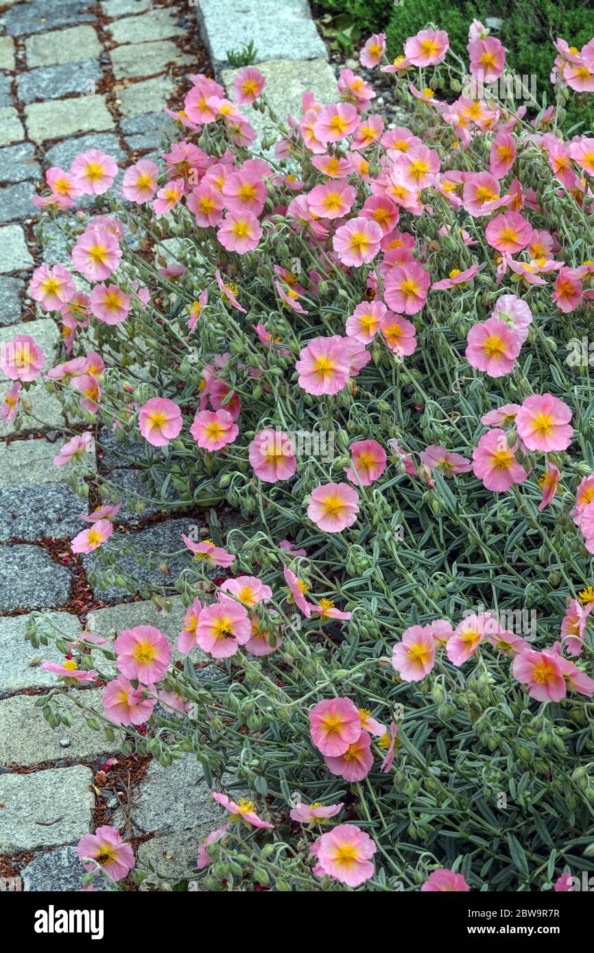 Rock Rose Helianthemum nummularium 'Rhodanthe Carneum' Banque D'Images