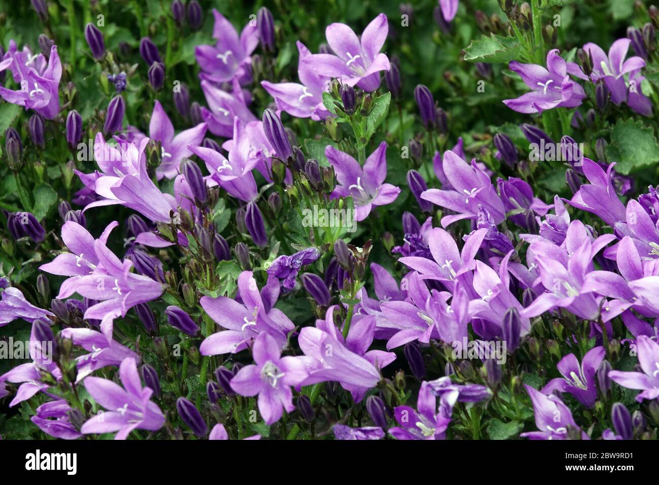 Dalmatien Bellflower Campanula portenschlagiana 'variété de Resholdt' Banque D'Images