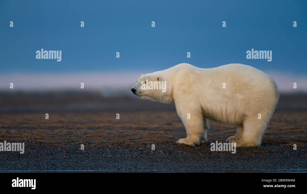 Vue latérale d'un ours polaire déprimé debout sur le terrain boueux de Kaktovik, en Alaska Banque D'Images