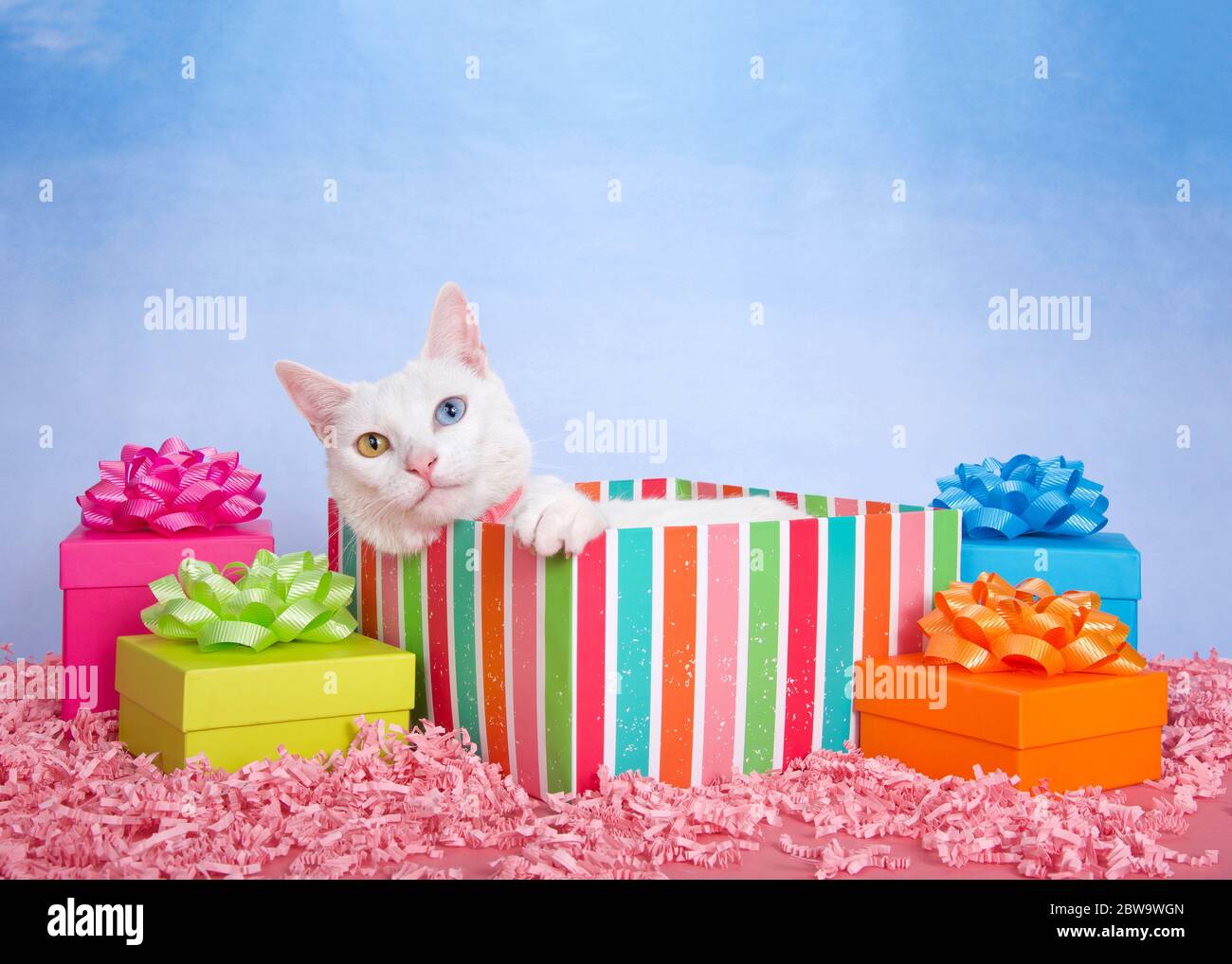 Chat De Manee De Khao Blanc Avec Heterochromie Peaking D Un Cadeau D Anniversaire Raye Colore Boite Entouree De Cadeaux De Couleur Vive Avec Des Noeuds Rose Photo Stock Alamy