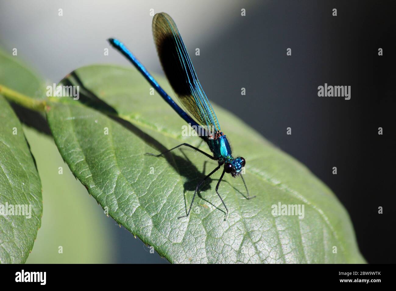 Libellule bleu fluo gros plan sur la rose. Banque D'Images