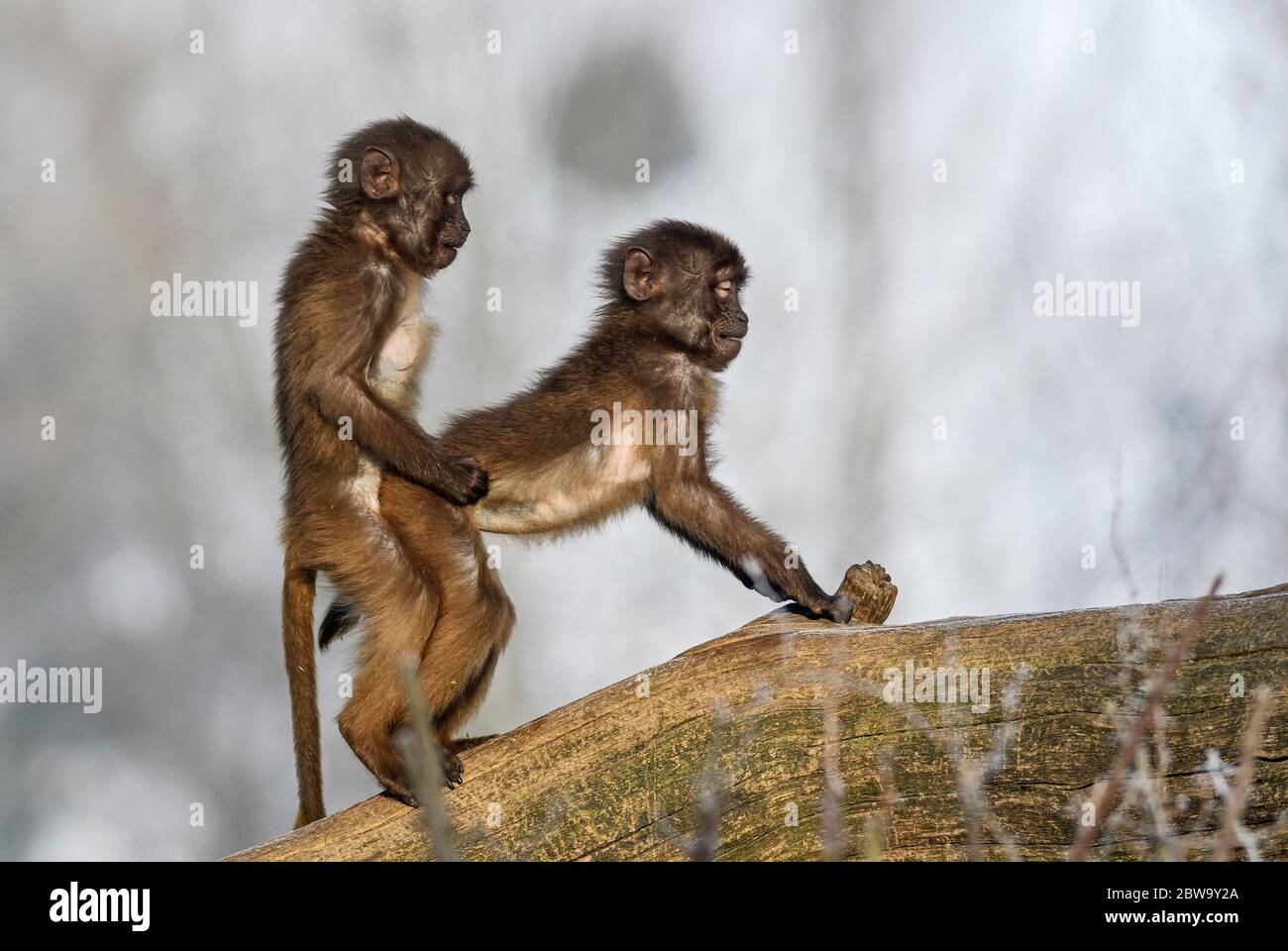 Gelada Baboon - Theropithecus gelada, beau primate de terrain des montagnes de Semien, Ethiopie. Banque D'Images