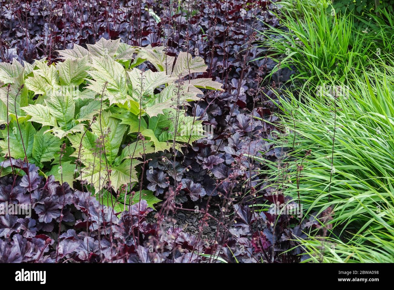 Rodgersia podophylla pousse dans les nouvelles feuilles fraîches de Heuchera 'Obsidian' et de Miscanthus Banque D'Images