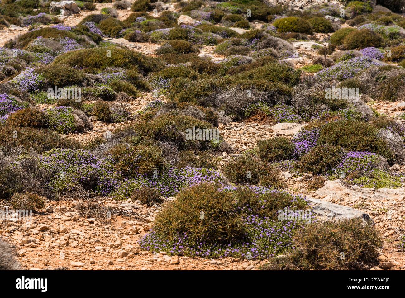 Petites fleurs vertes et plantes désertiques sous soleil d'été chaud et sol sec Banque D'Images