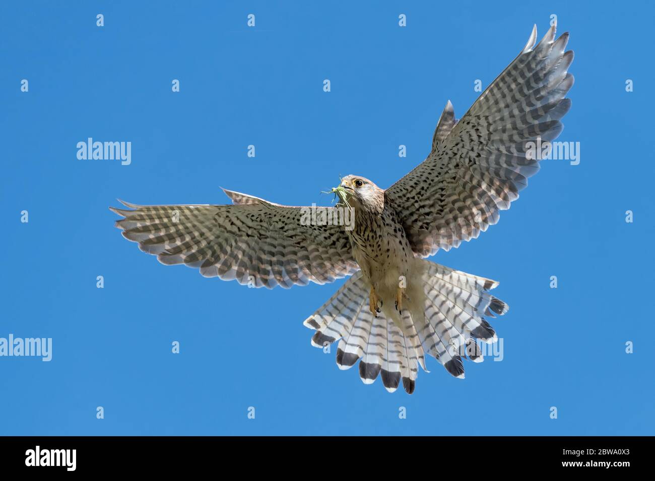 Magnifique portrait de la kestrel commune avec sauterelle dans le bec (Falco tinnunculus) Banque D'Images