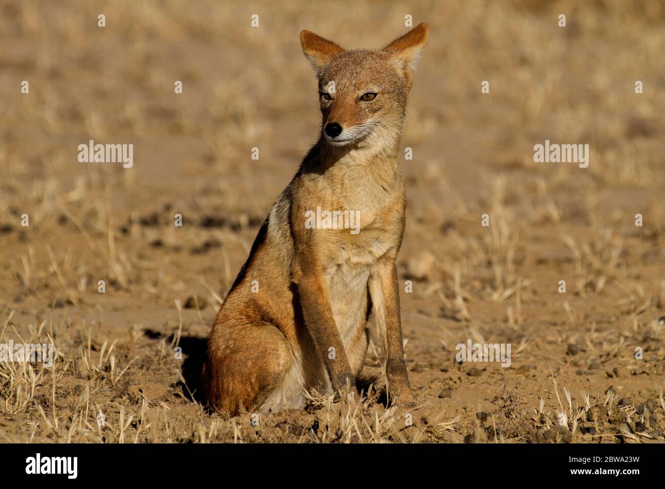 kalahari, un grand chacal à dos noir Banque D'Images