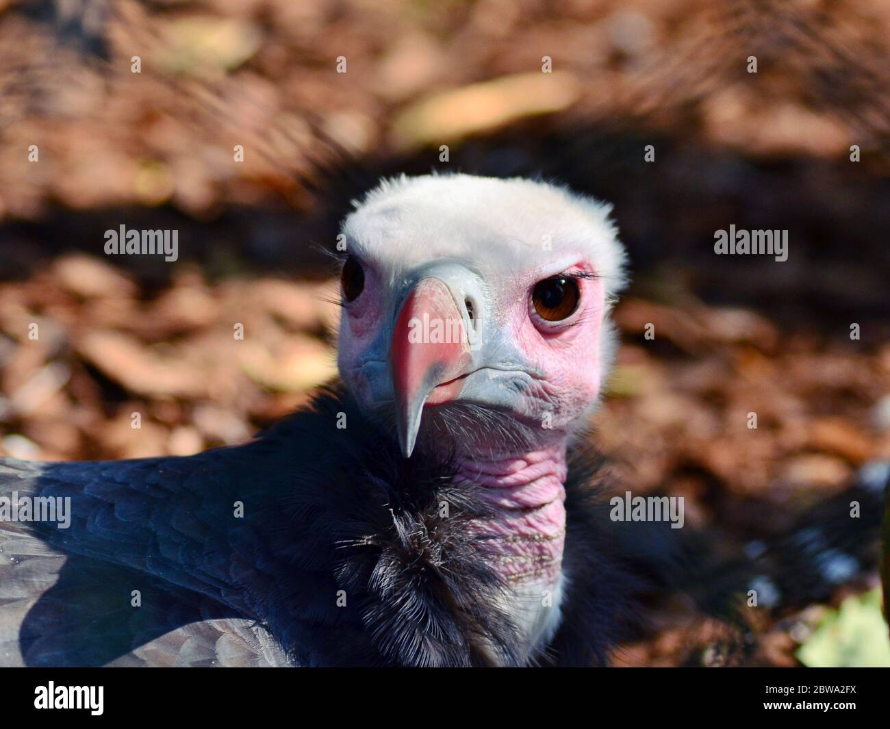 Tete D Un Bebe Vautour Photo Stock Alamy