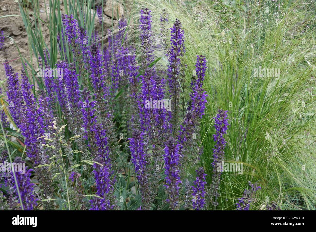 Bleu Salvia nemorosa et herbes ornementales dans le lit Banque D'Images