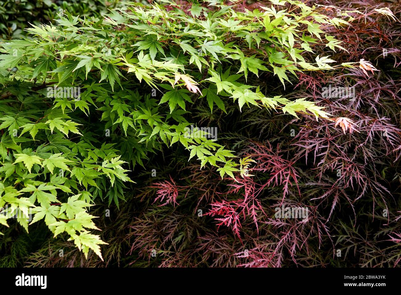 Érable japonais, Acer palmatum, rouge Acer dissectum couleur contast Banque D'Images