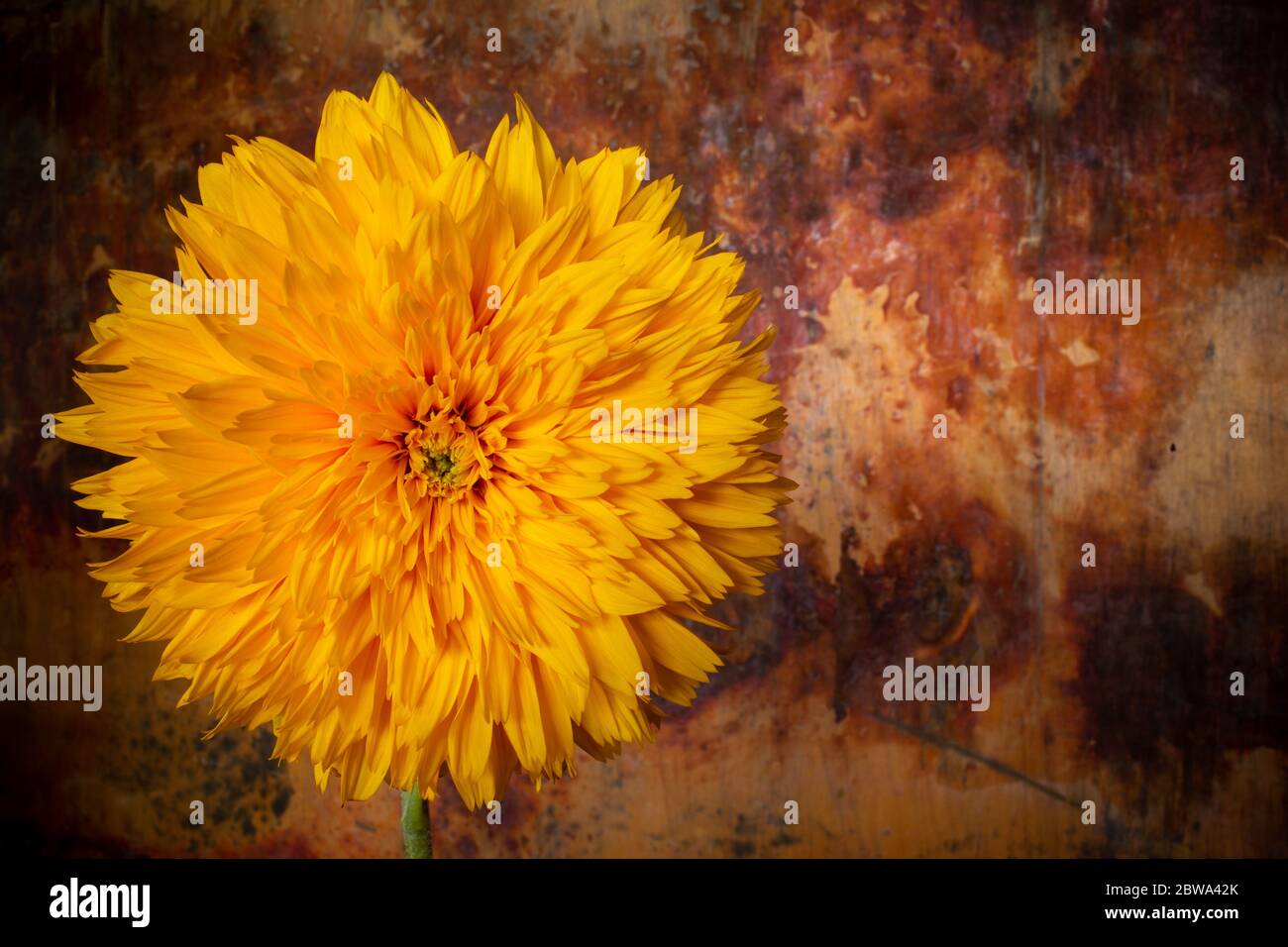 Couleur vive gaie, double tournesol, fleur simple photographiée en studio. Banque D'Images