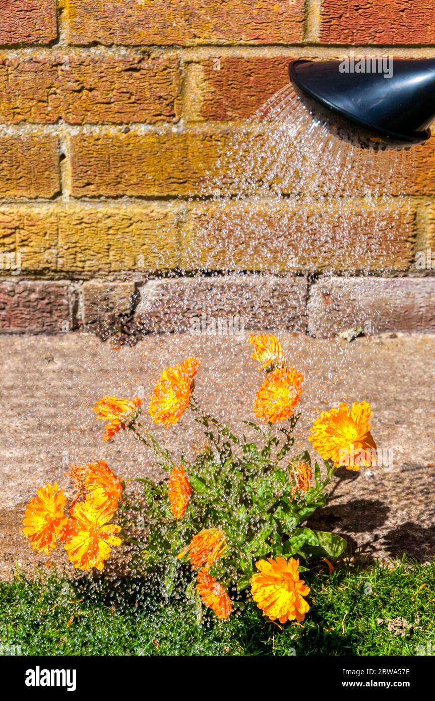 Marigolds, Calendula officinalis, étant arrosé par un jour ensoleillé avec un arrosoir équipé d'un bec rose pour simuler la pluie. Banque D'Images