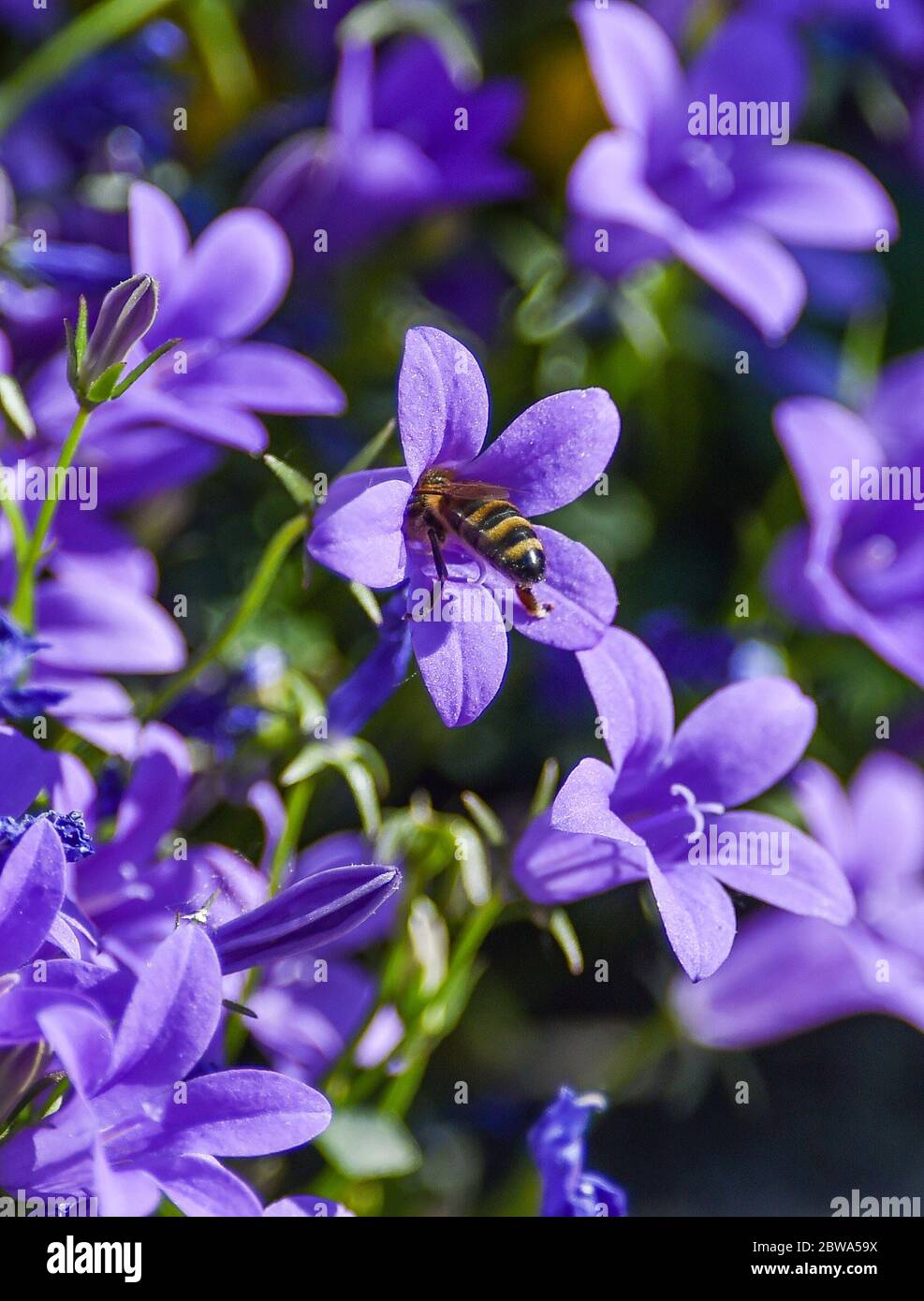 Brighton UK 31 mai 2020 - les abeilles se nourrissant des plantes de campanula sur une belle matinée ensoleillée de printemps dans un jardin de Brighton pendant la crise pandémique du coronavirus COVID-19 . Crédit : Simon Dack / Alamy Live News Banque D'Images