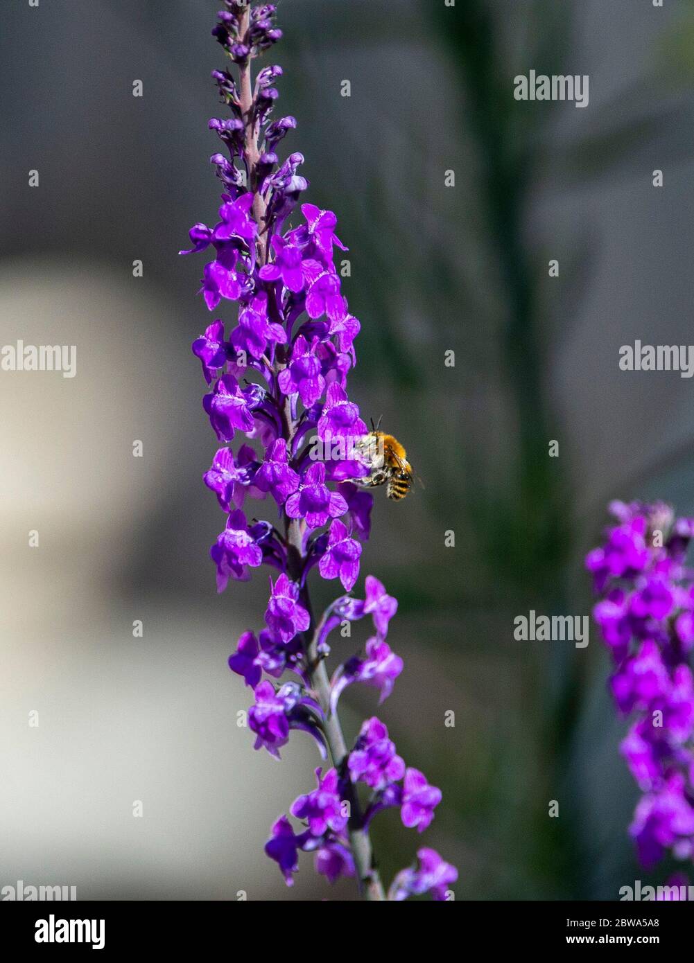 Brighton UK 31 mai 2020 - les abeilles se nourrissent de plantes dans un jardin de Brighton lors d'une belle matinée ensoleillée du printemps pendant la crise pandémique du coronavirus COVID-19 . Crédit : Simon Dack / Alamy Live News Banque D'Images