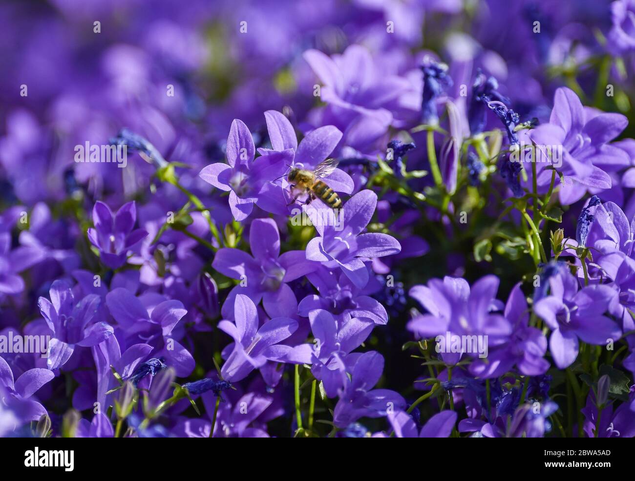 Brighton UK 31 mai 2020 - les abeilles se nourrissant des plantes de campanula sur une belle matinée ensoleillée de printemps dans un jardin de Brighton pendant la crise pandémique du coronavirus COVID-19 . Crédit : Simon Dack / Alamy Live News Banque D'Images