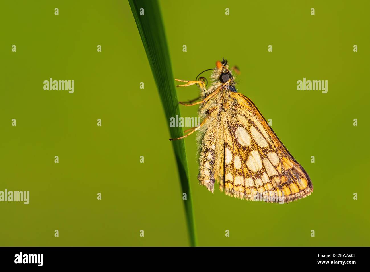 Hespérie à carreaux - Carterocephalus palaemon, petit papillon jaune brun à pois provenant des prairies européennes, Zlin, République tchèque. Banque D'Images