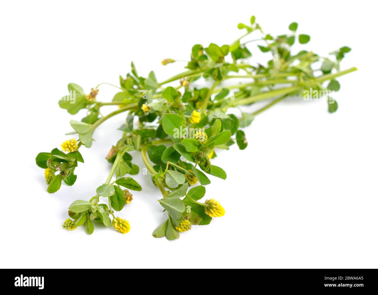 Trifolium dubium, la moins petite trèfle, trèfle de succion ou trèfle de petit saut ou trèfle de petit saut. Isolé Banque D'Images