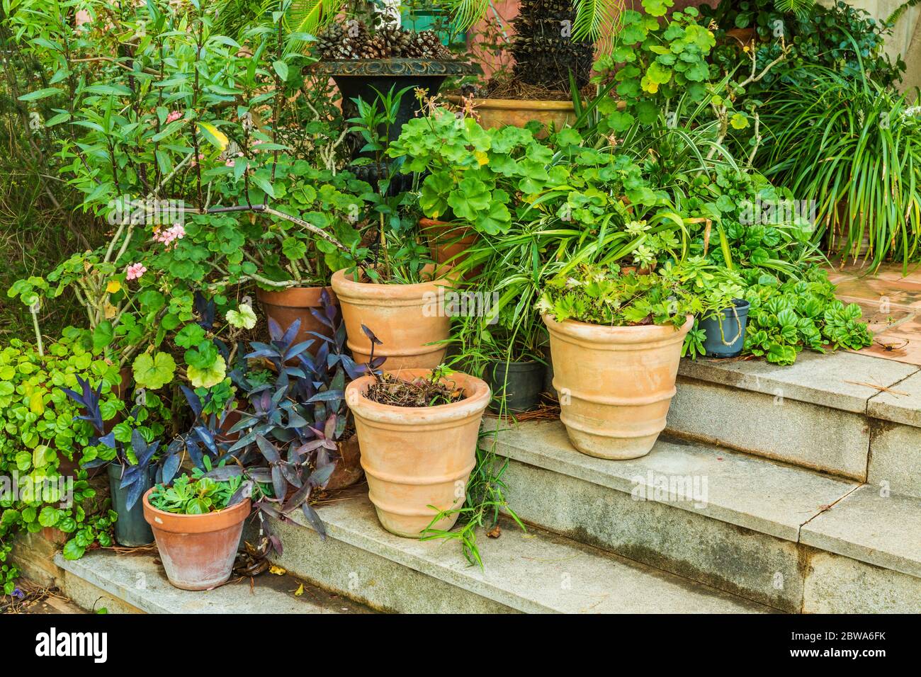 Variation des plantes et des pots de fleurs dans le jardin méditerranéen sur les escaliers Banque D'Images
