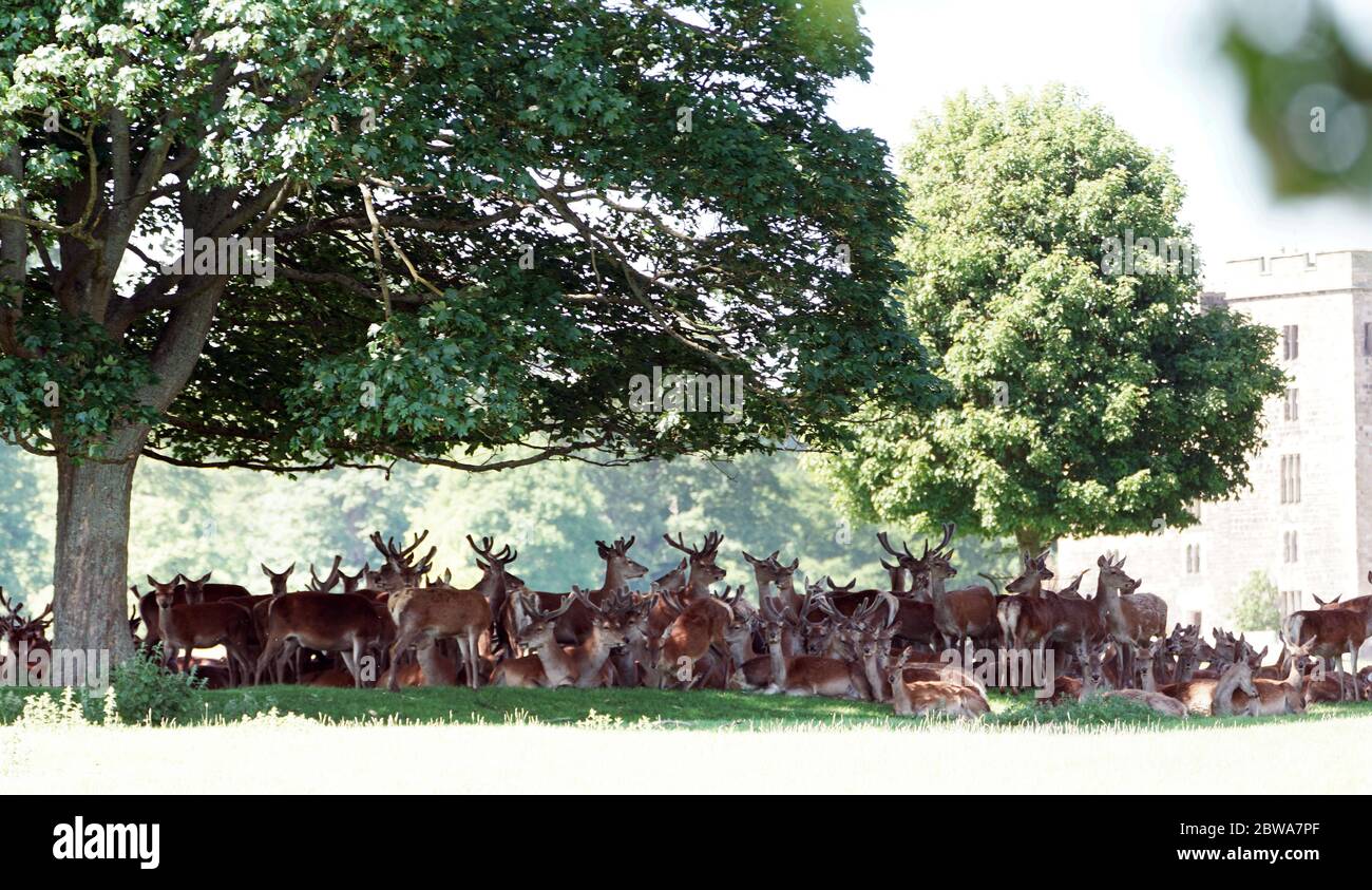 Deer au château de Raby près de Staindrop dans le comté de Durham, restez à l'ombre sous les arbres pendant que le temps chaud continue. Banque D'Images