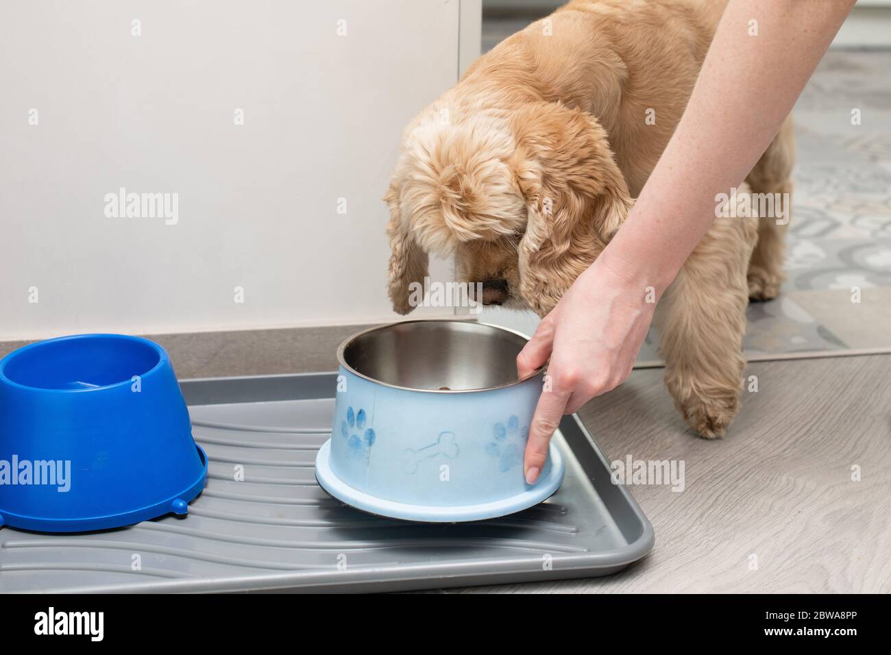 Un petit épagneul de coq près de son endroit où manger, une femme a mis le repas dans un grand bol en métal et se nourrit, un plateau avec de l'eau et de la nourriture pour chien à la maison Banque D'Images