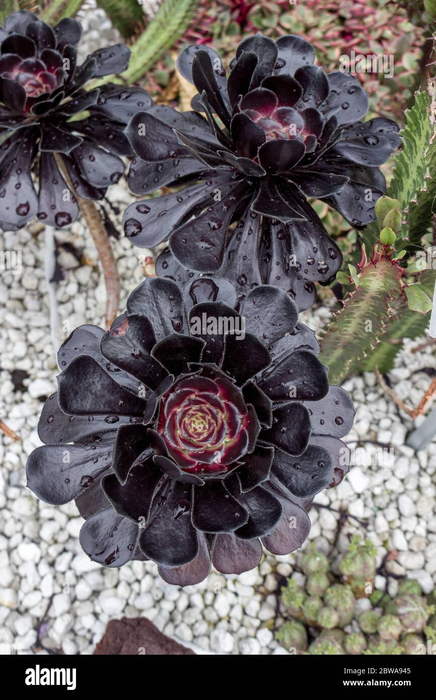 rose noire aeonium goth noir succulent sur gravier gris Banque D'Images