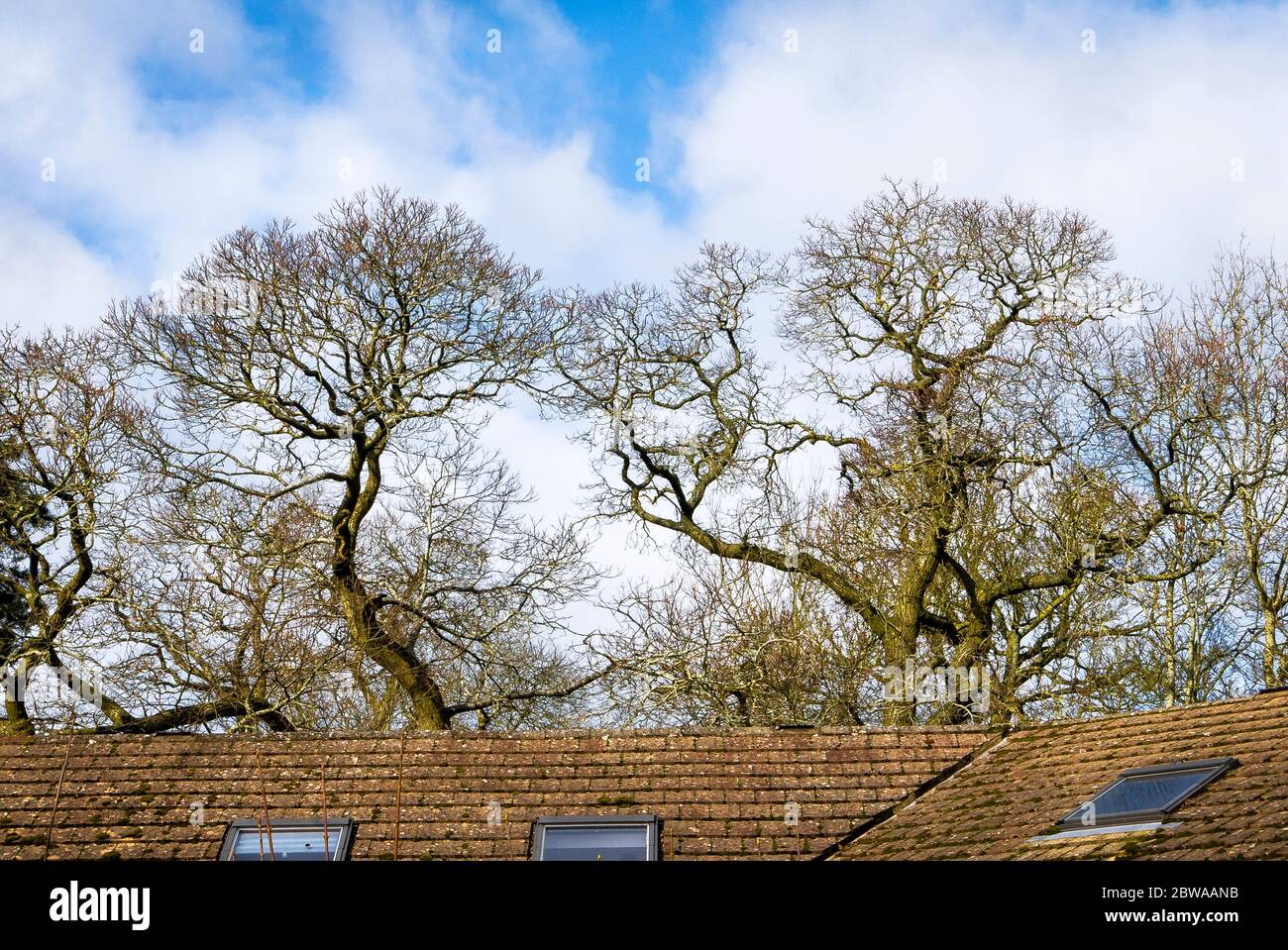Torsades et tours aléatoires de branches anciennes et nouvelles sans feuilles sur des châtaignes à cheval à la fin de l'hiver début du printemps derrière un bâtiment dans un cadre urbain Banque D'Images