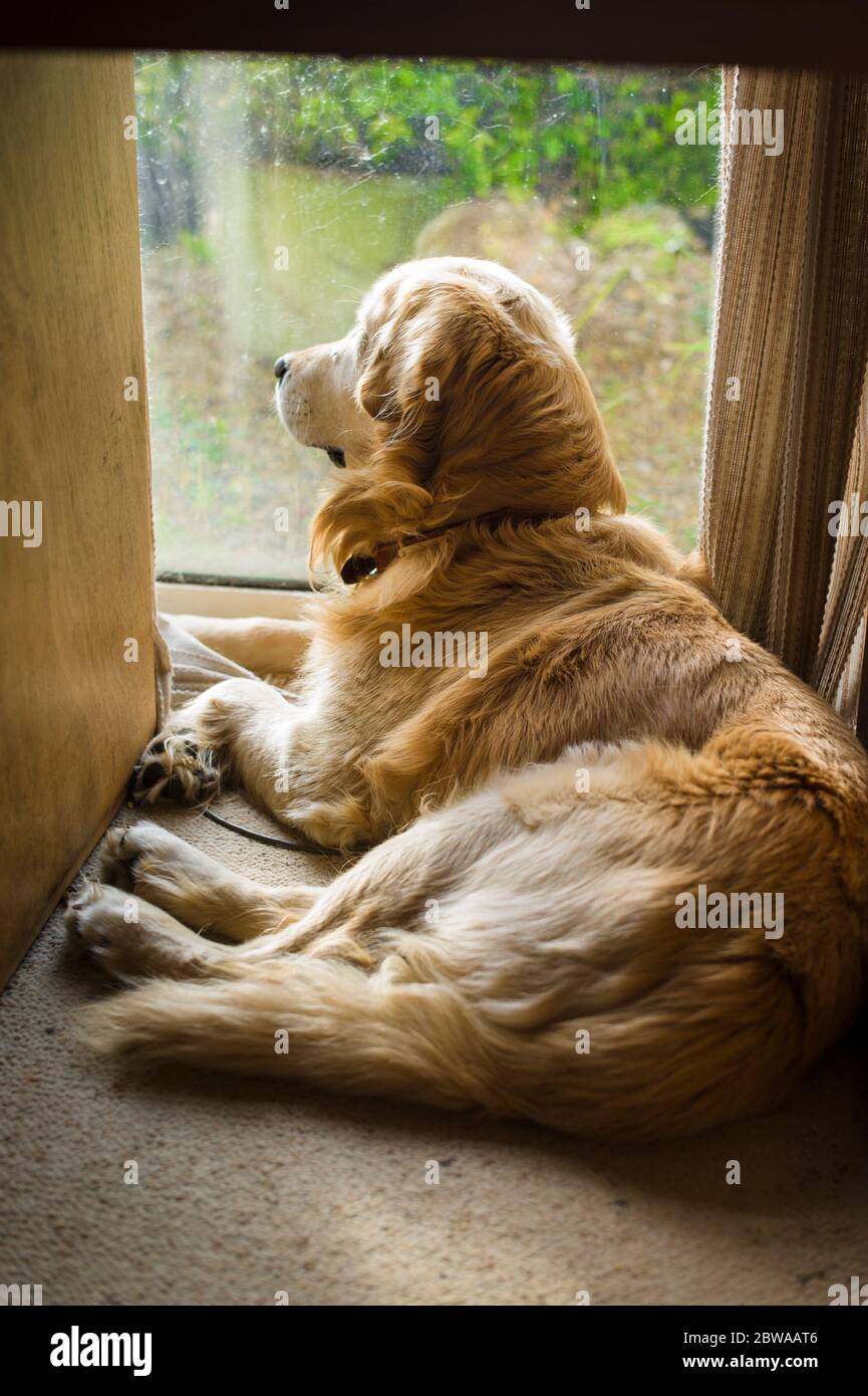 Un vieux chien d'or observateur attend tout en regardant par une fenêtre au rez-de-chaussée dans une maison britannique Banque D'Images