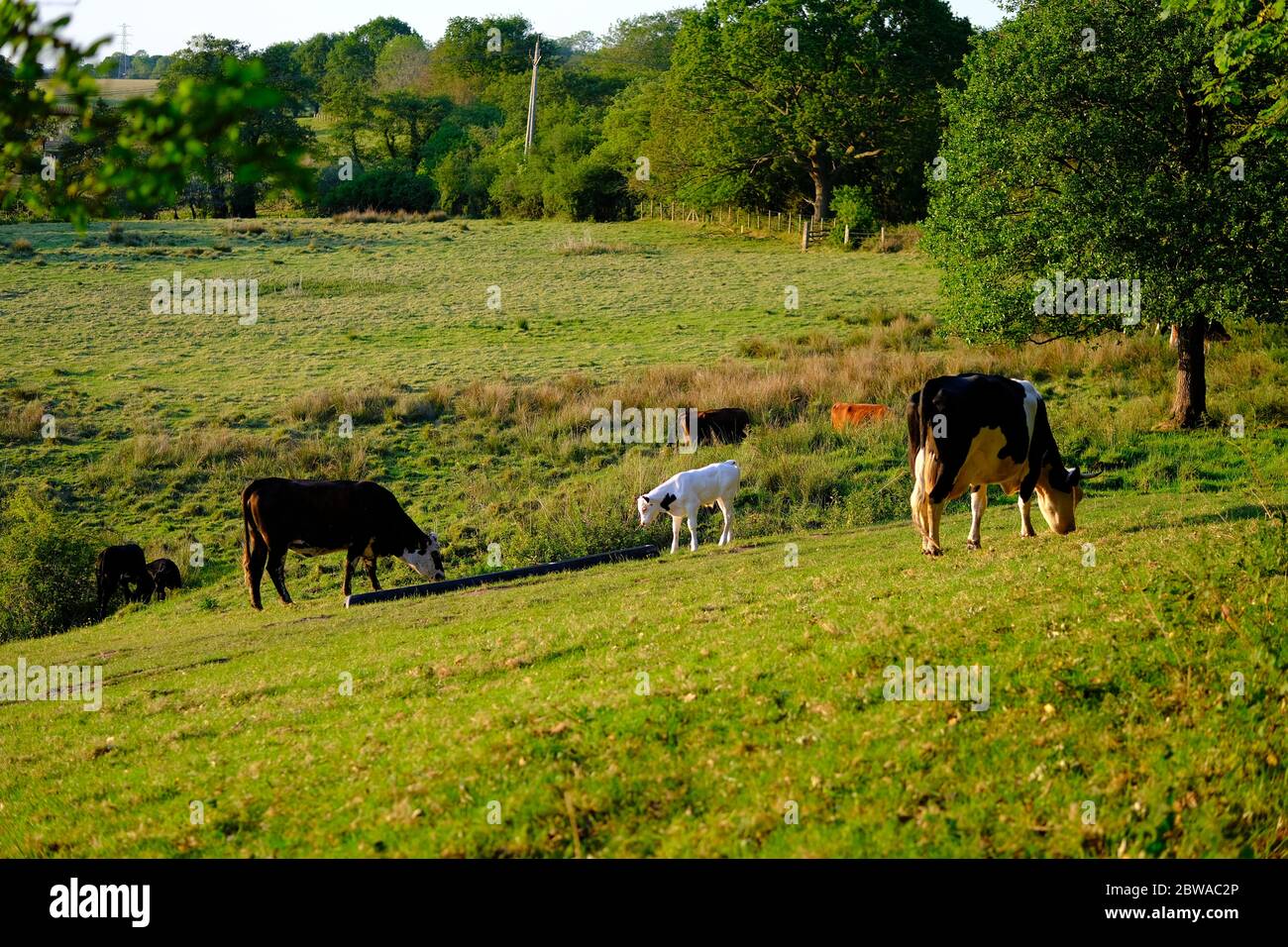 Photo d'un bétail sur le terrain, où le taureau et le veau boivent de l'eau, et la vache mangeant l'herbe. Banque D'Images