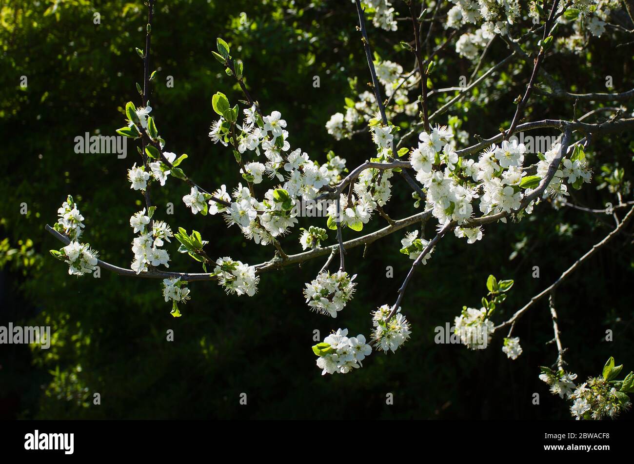 Fleur blanche de Prunus domestica Opal fleurit dans un jardin anglais en avril Banque D'Images