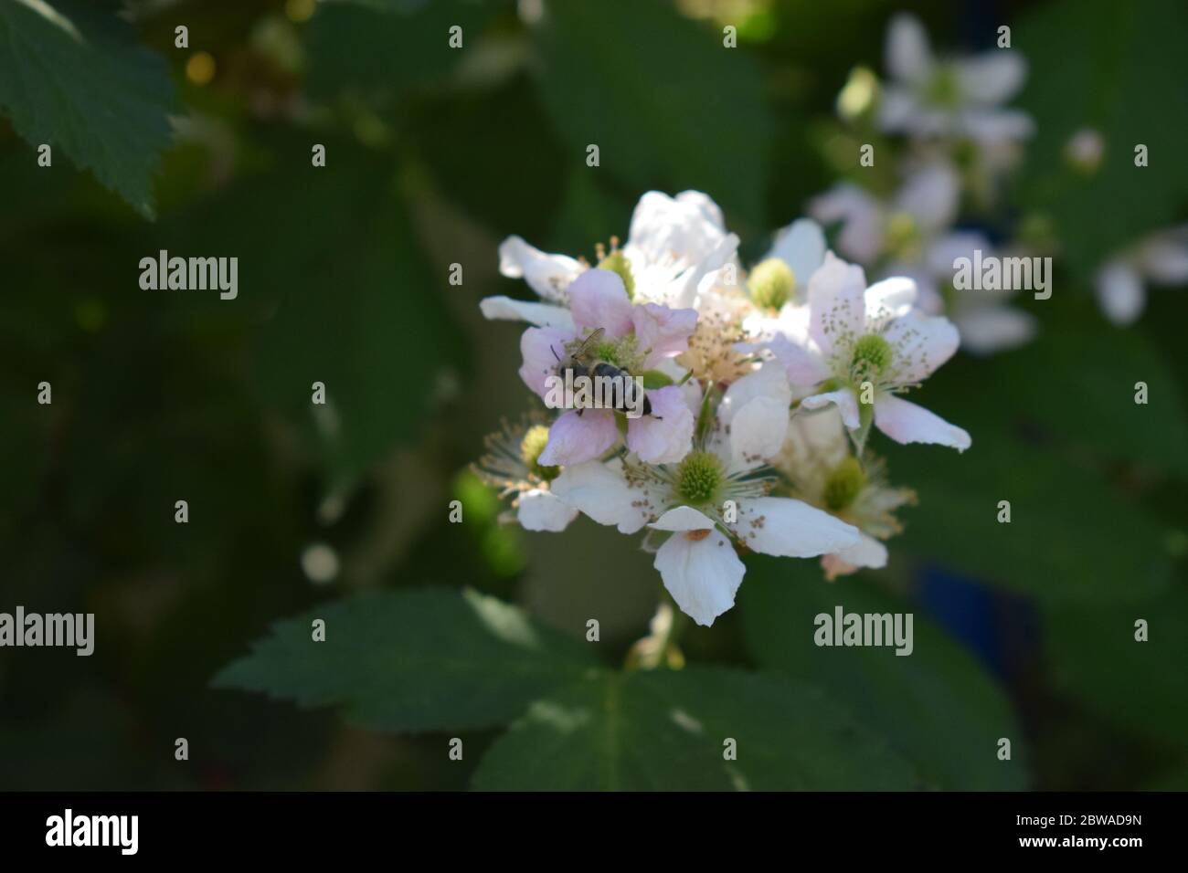 abeille sur fleur de blackberry Banque D'Images