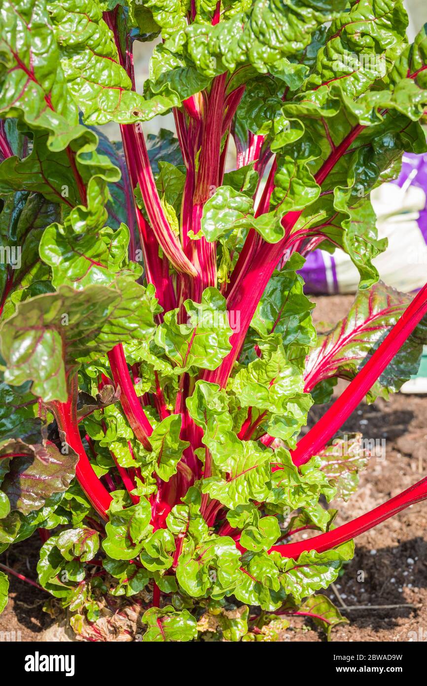 Tiges rouges comestibles attrayantes de la variété Ruby Chard Galaxy F1 au milieu du printemps montrant une nouvelle croissance continue de feuilles comestibles dans un semoir surélevé UK Banque D'Images