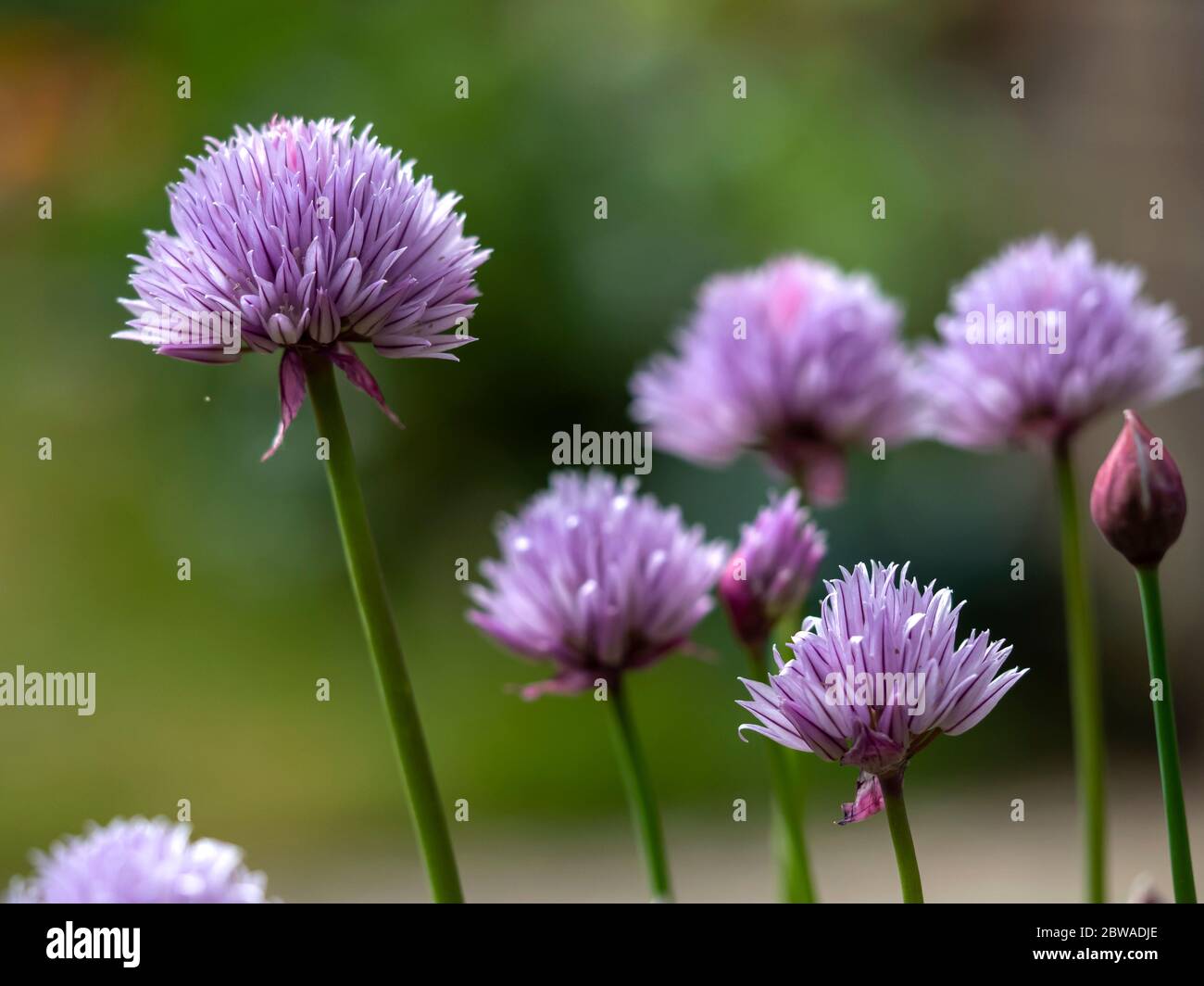 Gros plan de la jolie ciboulette mauve, Allium, fleurs en pleine fleur et un bourgeon dans un jardin Banque D'Images