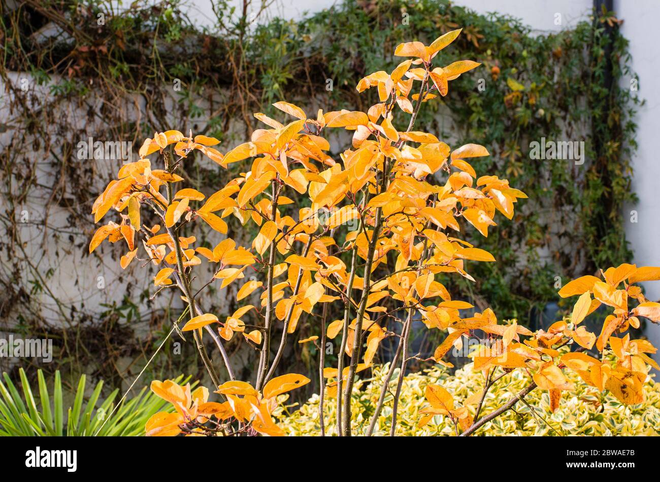 De belles feuilles d'automne sur un petit coing comestible en pot Cydonia Leskovacz dans un jardin anglais Banque D'Images