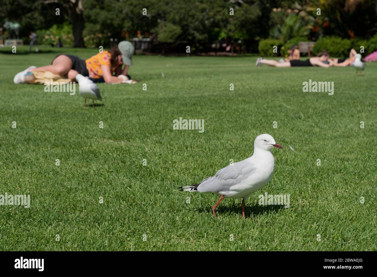 La Mouette argentée (Chericocephalus novaehollandiae / Larus novaehollandiae) passe devant les gens se détendant sur la pelouse du jardin botanique royal de Sydney, en Australie. Banque D'Images