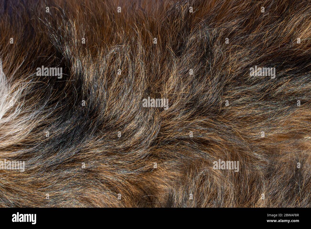 Texture des cheveux de chien. Fourrure d'animal gros plan. Banque D'Images