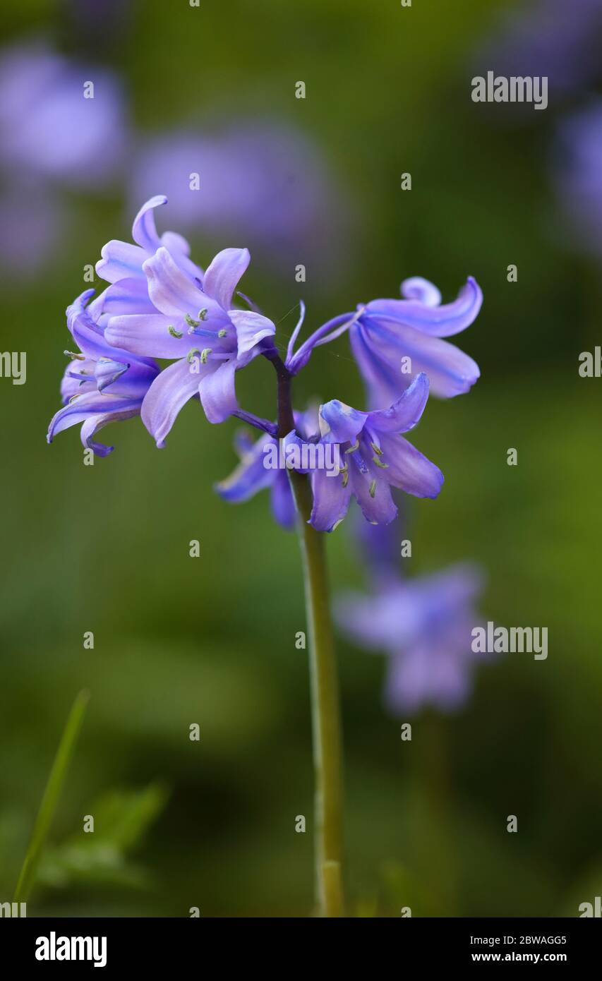 Gros plan d'un Bluebell espagnol dans un éclairage tamisé. Banque D'Images