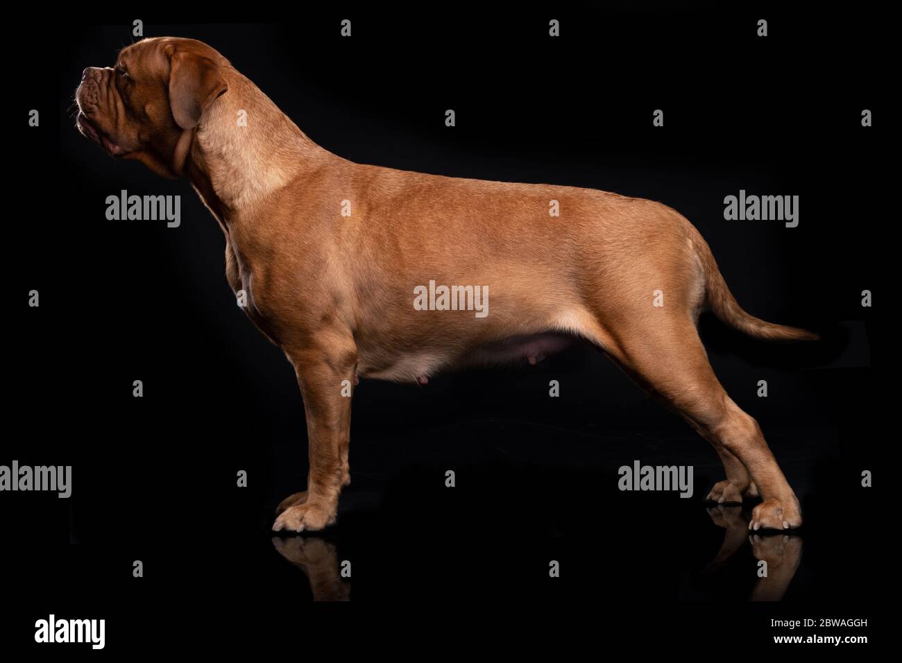 Le souverain français est également connu sous le nom de Bordeauxdog Banque D'Images